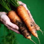 organic, 100 percent organic, fresh carrots, farm grown